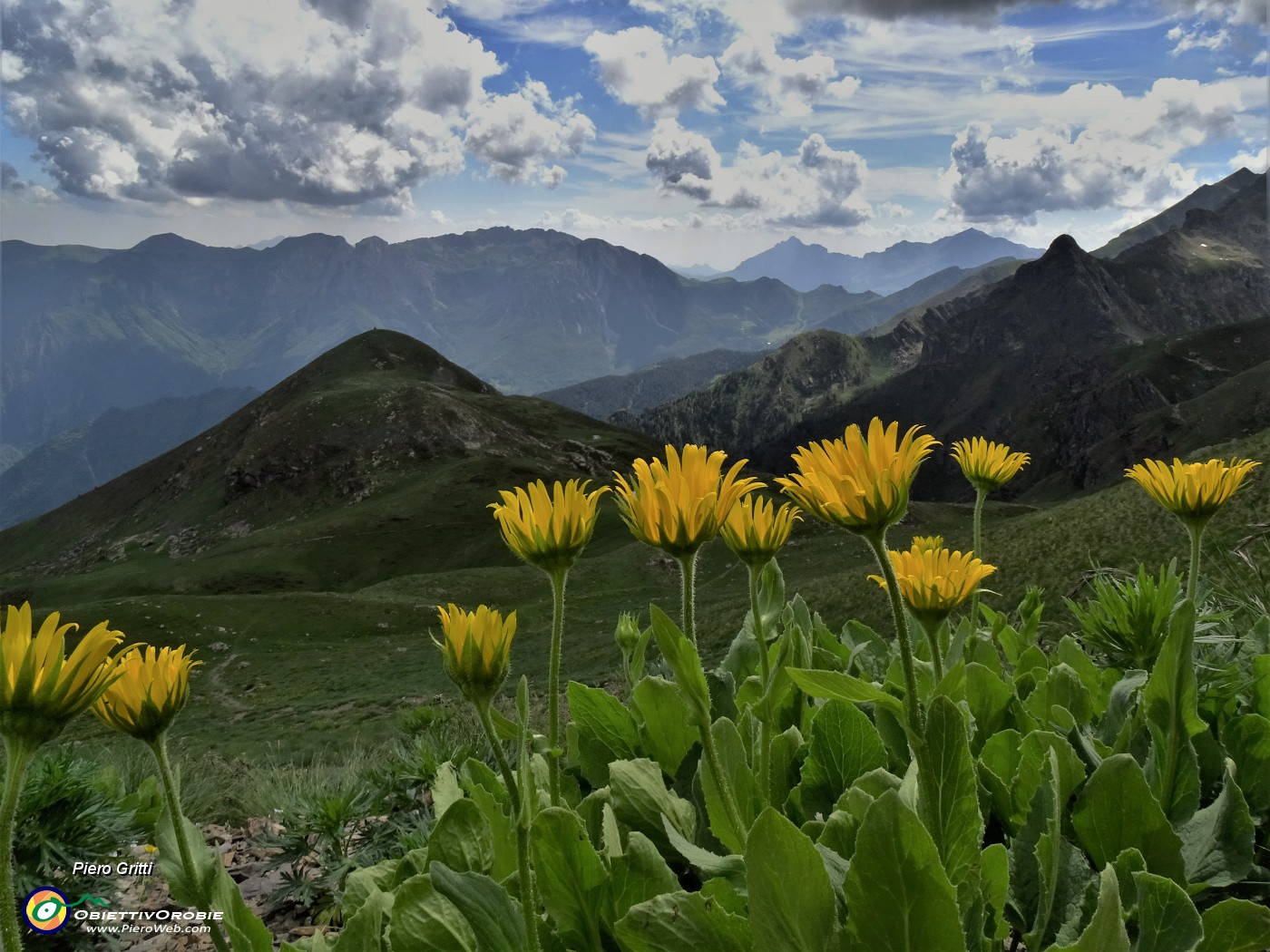 59 Doronicum grtandiflorum (Doronico dei maceret) con vista su Monte Avaro ed oltre.JPG